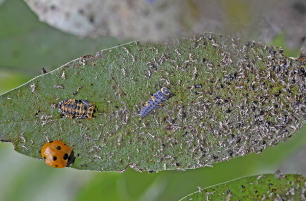Ladybird and larvae on bean blackfly, in the glasshouse July 2016